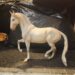 Airiella Lipizzaner Mare Breyer Model #1827