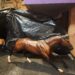 Cigar, Famous Racehorse, Breyer Model #476