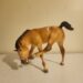 Breyer Model #1155, Buttercup, Scratching Foal, Snowflake Buckskin